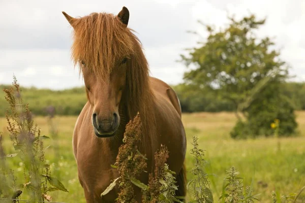 Mise Point Sélective Cheval Brun Dans Champ Vert — Photo