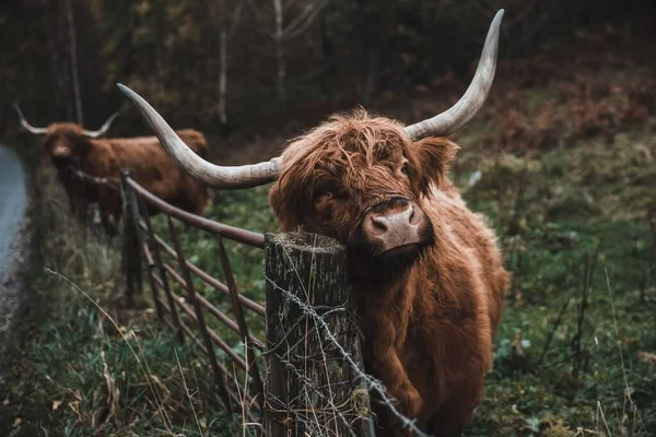 Gros Plan Taureau Brun Dans Des Terres Agricoles Jour — Photo