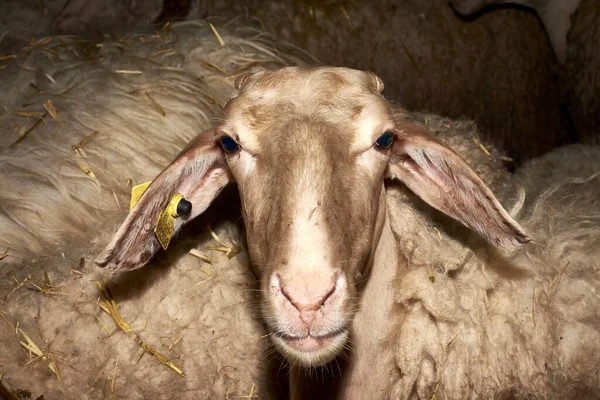 Nagy Fehér Bárány Hosszú Fülekkel Pajtában — Stock Fotó