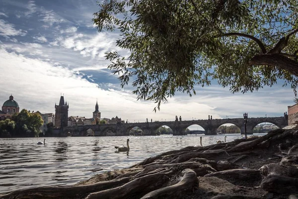 Krásný Záběr Karlova Mostu Přes Řeku Vltavu Labutěmi Plovoucími Vodě — Stock fotografie