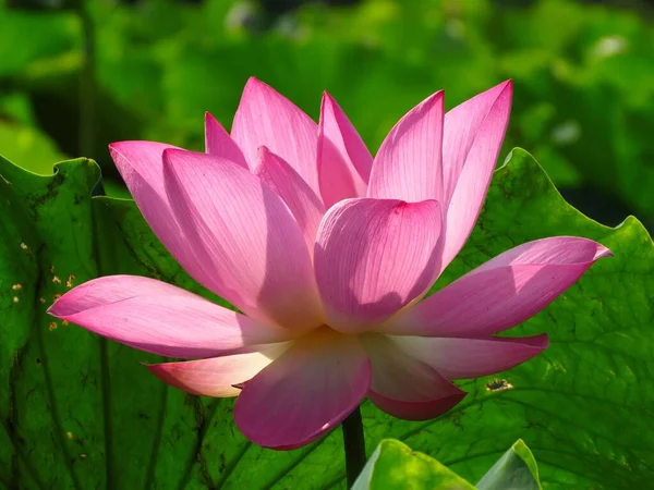 Een Closeup Shot Van Een Rose Prachtige Lotus Bloem — Stockfoto