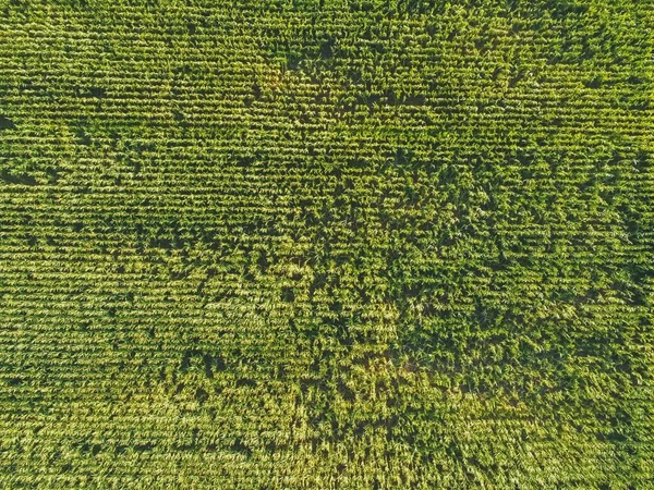 Luchtfoto Van Groene Velden Spanje Europa Luchtfoto — Stockfoto