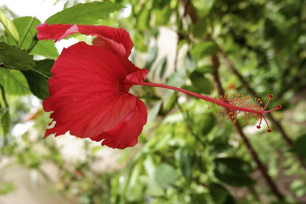 Enfoque Selectivo Una Flor Hibisco Rojo Floreciendo Jardín — Foto de Stock