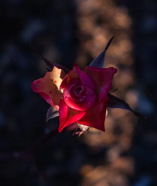 Una Rosa Encontrada Jardín — Foto de Stock