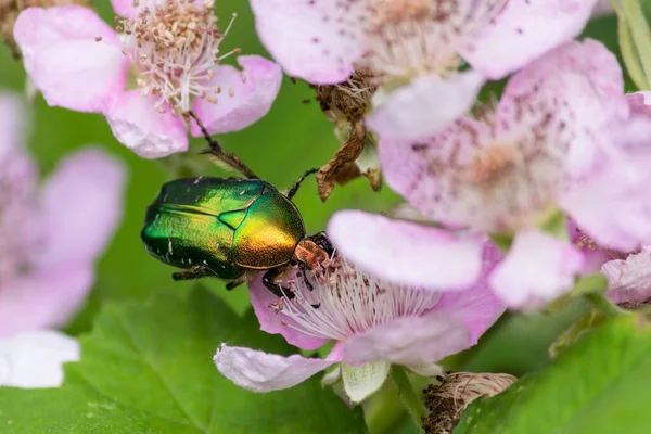 Eine Nahaufnahme Einer Fliege Auf Einer Blühenden Pfirsichbaumblüte Mit Grünen — Stockfoto