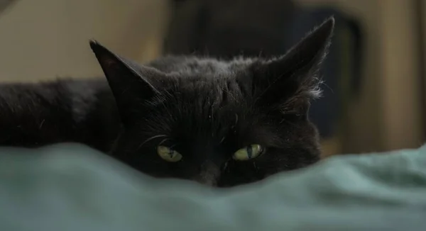 黒い猫は緑のシートを見渡し 緑の目は捕食者のように細長く 信頼できない表情をしている — ストック写真