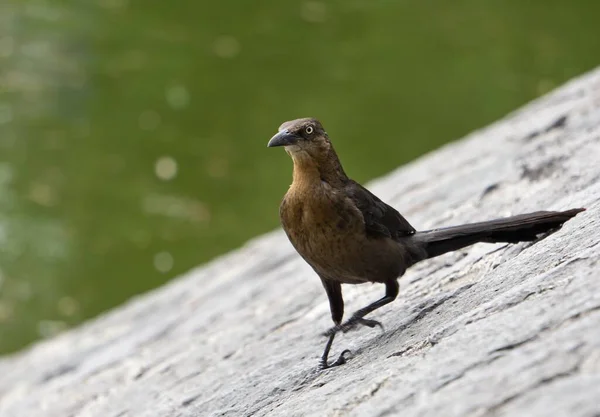 Nahaufnahme Eines Braunen Vogels Mit Schwarzem Schnabel Der Auf Dem — Stockfoto