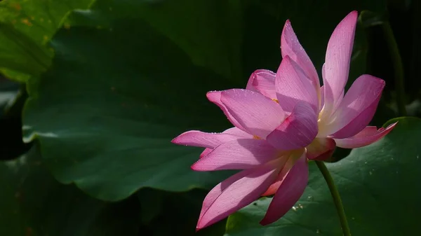 Gros Plan Fleurs Lotus Rose Fleurs Dans Verdure — Photo