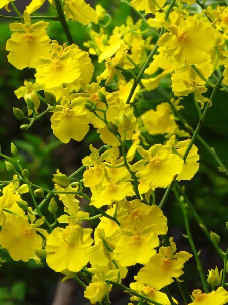 Beau Plan Vertical Orchidées Jaunes — Photo