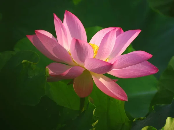 Primer Plano Una Hermosa Flor Loto Rosa —  Fotos de Stock