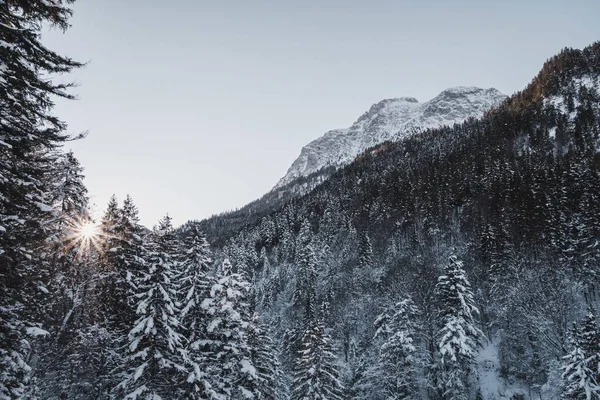 Красиві Пейзажі Ландшафту Великою Кількістю Ялинових Дерев Високих Скелястих Гір — стокове фото