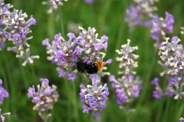 Plan Sélectif Bourdon Nourrissant Fleurs Salvia Lavanduloides — Photo