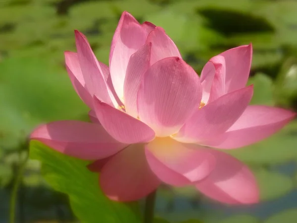 Een Prachtig Close Shot Van Lotus Bloem Een Waterplas — Stockfoto