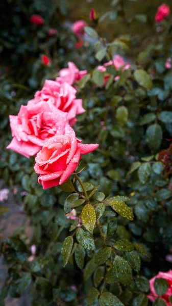 一张美丽精致的玫瑰花瓣的垂直照片 花瓣上有雨滴 背景模糊不清 — 图库照片