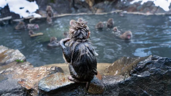 スノーモンキー 日本のマカクは長野県のマカクの温泉を見下ろす — ストック写真