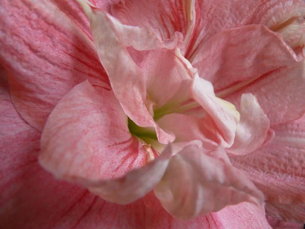 Closeup Shot Bud Flowering Plant Called Amaryllis Hippeastrum — Stock Photo, Image