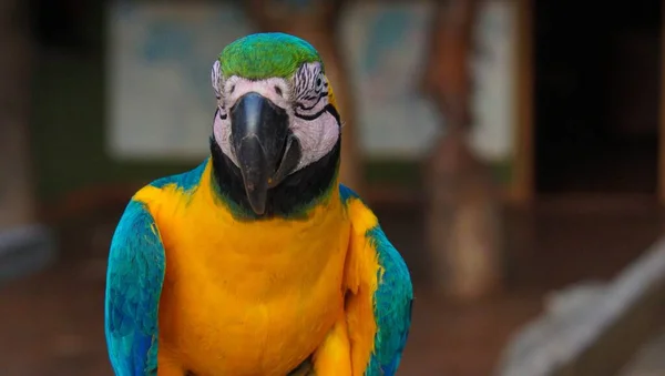 Zbliżenie Macaw Pod Słońcem Rozmytym Tłem — Zdjęcie stockowe