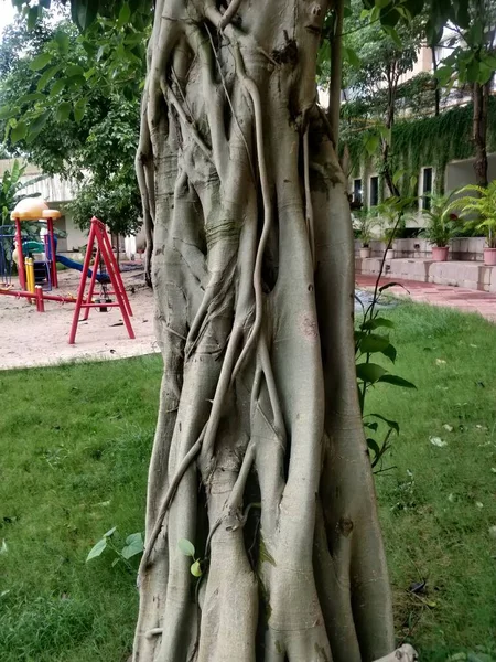 Plan Vertical Ficus Aurea Sur Fond Parc — Photo