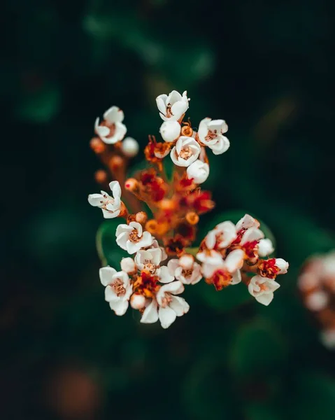 Крупним Планом Знімок Красивих Вишневих Квітів Розмитому Тлі — стокове фото