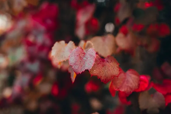 Eine Nahaufnahme Von Bunten Herbstblättern Einem Garten — Stockfoto