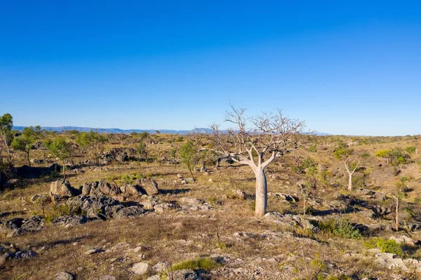 Belo Tiro Uma Árvore Deserto Céu Azul Claro Fundo — Fotografia de Stock