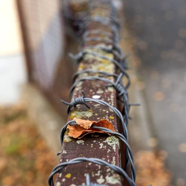 Eine Selektive Fokusaufnahme Des Stacheldrahtzauns — Stockfoto