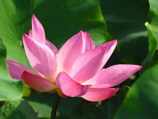 Een Closeup Shot Van Een Rose Prachtige Lotus Bloem — Stockfoto
