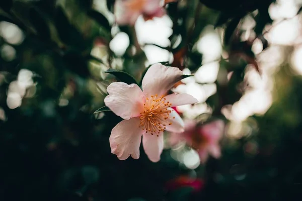 Gros Plan Belles Fleurs Cerisier Dans Jardin — Photo