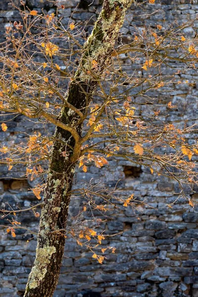 Μια Κάθετη Κοντινή Λήψη Ενός Δέντρου Που Αιχμαλωτίστηκε Μια Ηλιόλουστη — Φωτογραφία Αρχείου