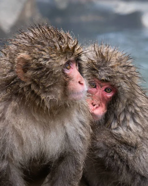Macacos Neve Par Macacos Japoneses Amontoam Novamente Chuva Fria Prefeitura — Fotografia de Stock
