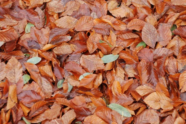 Krásný Záběr Podzimního Listí Spadlo Zem — Stock fotografie