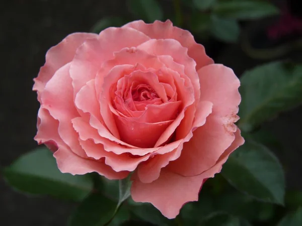 Eine Nahaufnahme Einer Rosa Rose Auf Einem Feld Sonnenlicht Mit — Stockfoto