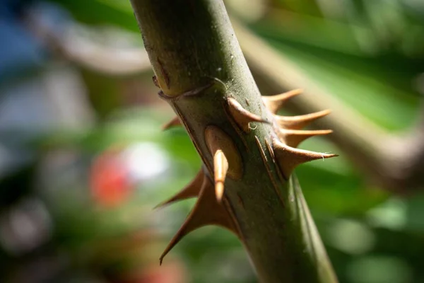 Tiro Foco Seletivo Espinhos Uma Flor Capturada Dia Ensolarado Campo — Fotografia de Stock