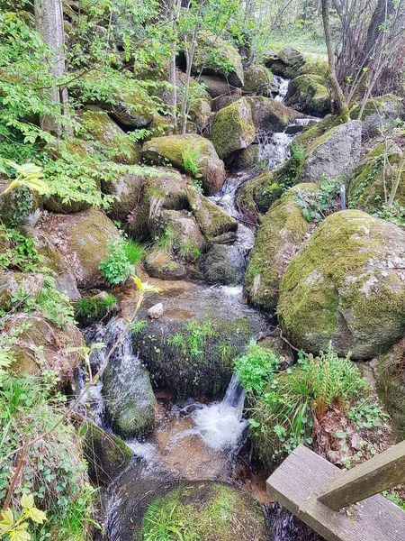 Natureza Floresta Negra Paisagem Alemanha Europa — Fotografia de Stock