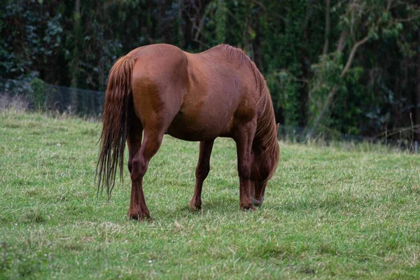 Eine Selektive Fokusaufnahme Eines Braunen Pferdes Auf Einem Feld Während — Stockfoto
