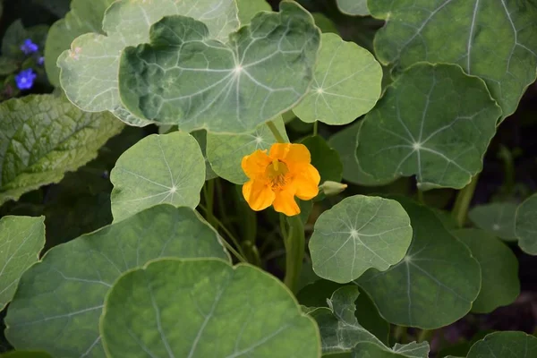Вибірковий Фокусний Знімок Маленької Жовтої Квітки Цвіте Саду — стокове фото