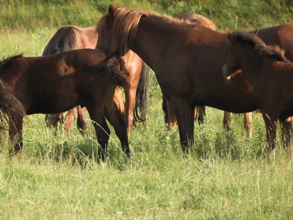 Primer Plano Caballos Marrones Alimentándose Hierba Campo —  Fotos de Stock