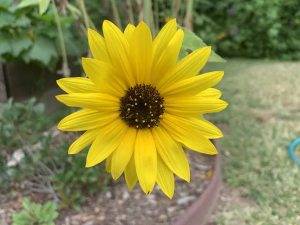 Girasol Bellamente Florecido Jardín —  Fotos de Stock