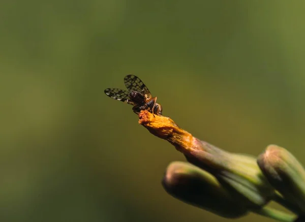 緑のぼやけた背景を背景に 花の芽の上のハエのマクロショット — ストック写真