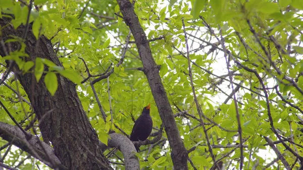 Närbild Växande Träd Solljuset Park — Stockfoto