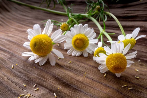 High Angle Shot White Colored Daisies Wooden Surface — Stock Photo, Image