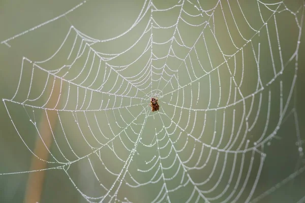 Gros Plan Filet Araignée Une Araignée Milieu Avec Fond Vert — Photo