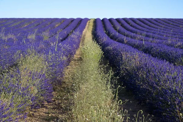 Vast Lavender Field Brihuega Guadalajara Spain — Stock Photo, Image