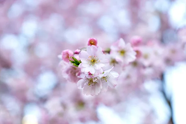 Colpo Selettivo Fiori Ciliegio — Foto Stock