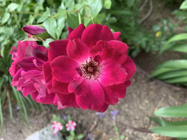 Красиво Цветущая Розовая Роза Саду — стоковое фото