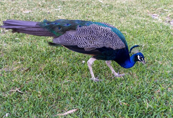 Beautiful Peacock Green Field — Stock Photo, Image