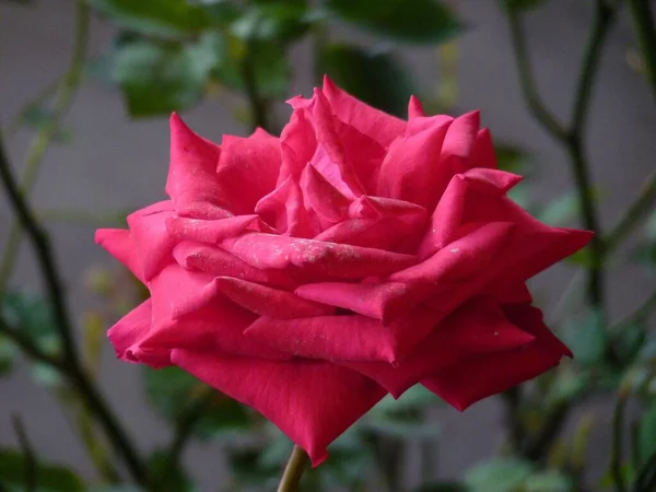 Selektywne Zbliżenie Ostrości Różowej Kwitnącej Róży — Zdjęcie stockowe