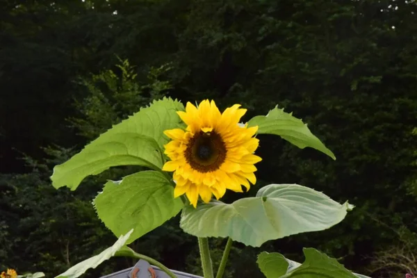 Closeup Shot Beautiful Sunflower Big Green Leaves Growing Garden — Stock Photo, Image