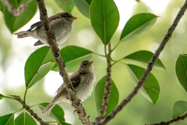 Eine Flache Aufnahme Von Kleinen Vögeln Die Auf Einem Ast — Stockfoto