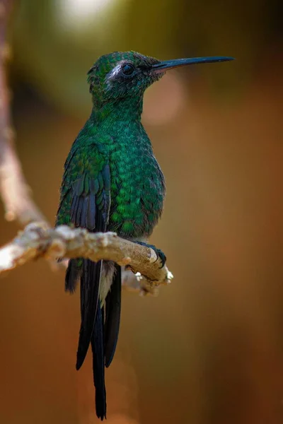 Una Macro Vertical Enfoque Poco Profundo Verde Coronada Brillante Colibrí — Foto de Stock